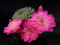 Thumbnail of 9999_Rebutia violaciflora_20140402-001.JPG